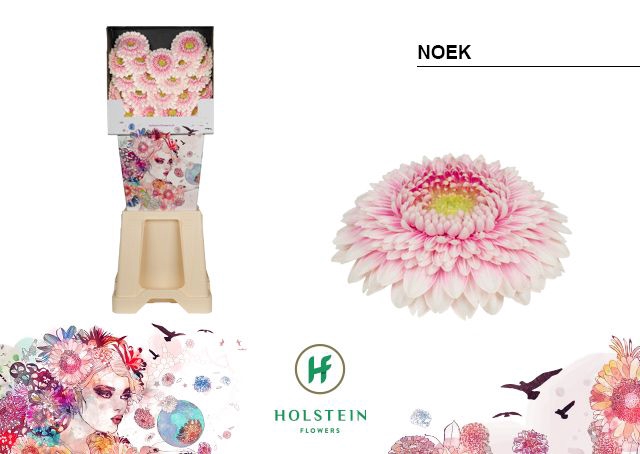 <h4>Germini Pomponi Noek Diamond</h4>