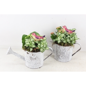 arr2 TD - Zink gieter - roze/wit