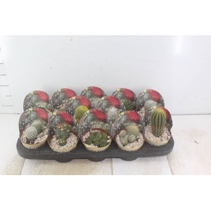 CACTUS RAIZ PROPRIA P11