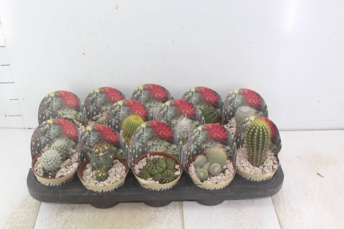 <h4>CACTUS RAIZ PROPRIA P11</h4>