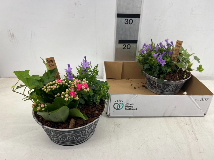 <h4>ARR TUINPLANTEN</h4>