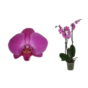 Phal Paars 3T18+