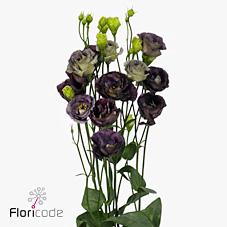 Lisianthus do rosanne black pearl