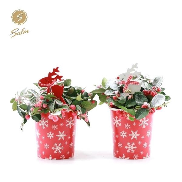 <h4>Gaultheria pr. 'Big Berry'® P10 in Cup X-mas Deco + Reindeer + Snow</h4>