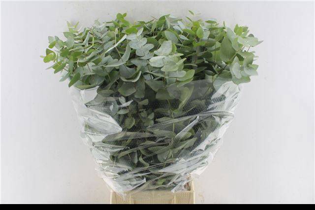 <h4>EUC CINEREA PER BOS</h4>