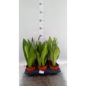 Sansevieria trifa. 'Moonshine'