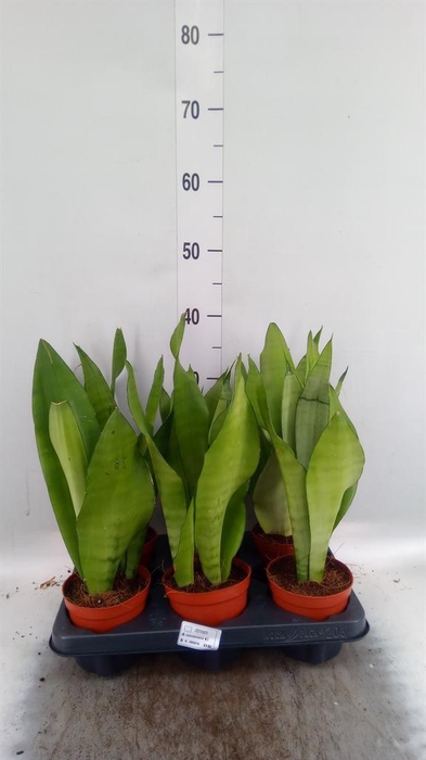 Sansevieria trifa. 'Moonshine'
