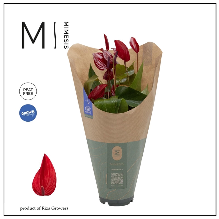 <h4>Anthurium - KARMA Lava | 12cm | ECO/KRAFT SLEEVE</h4>