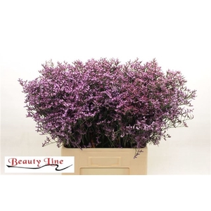 LIM SAFORA LILAC