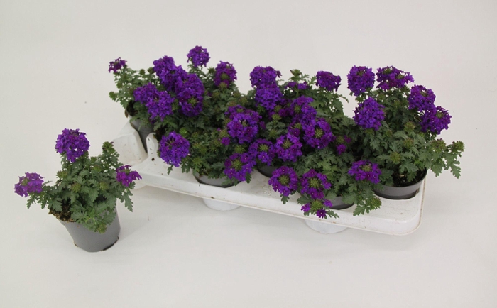 <h4>Verbena Drums Blue</h4>