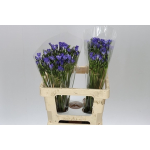 Triteleia Blues