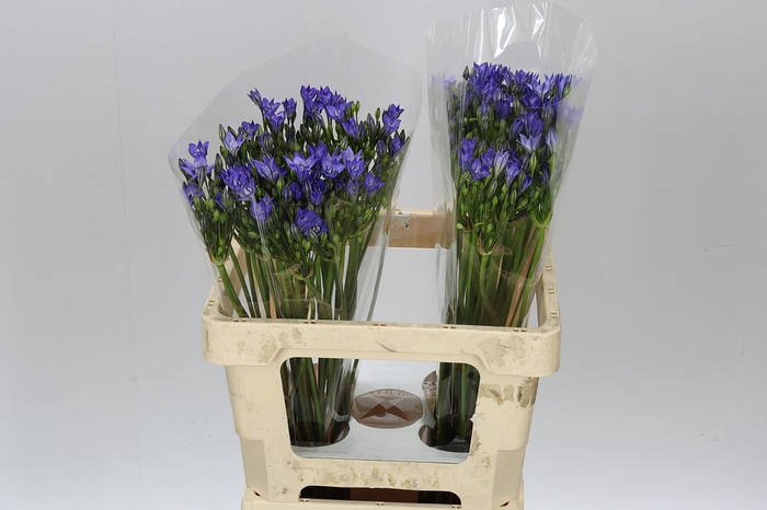 <h4>Triteleia Blues</h4>