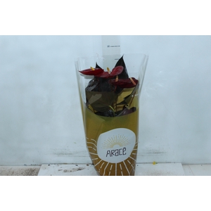 ANTHURIUM DELICATA P17
