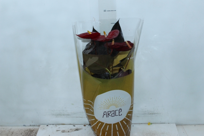 <h4>ANTHURIUM DELICATA P17</h4>