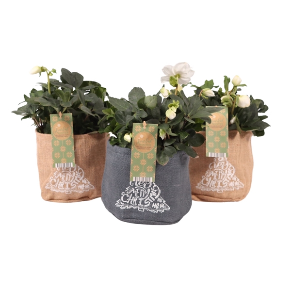 <h4>Helleborus niger 'Christmas Carol' Jute, P17</h4>