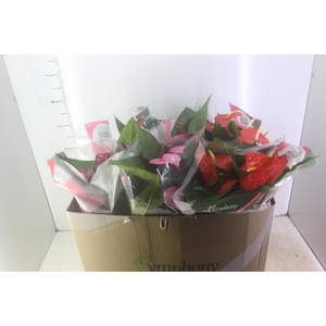 ANTHURIUM VARIADO P17