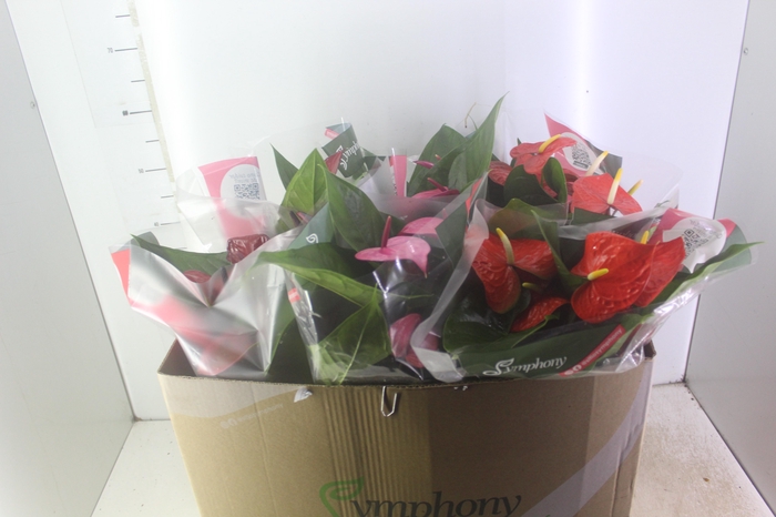 ANTHURIUM VARIADO P17