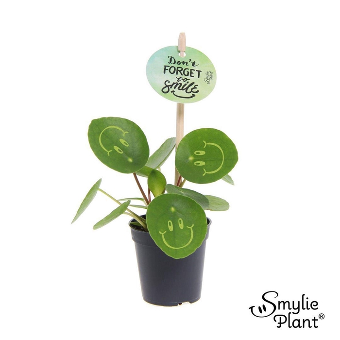 <h4>Pilea peperomoides</h4>