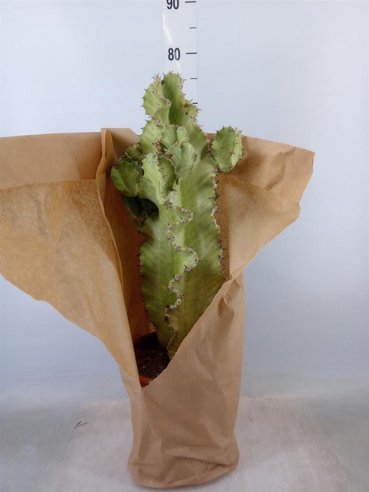 <h4>Euphorbia   ...</h4>