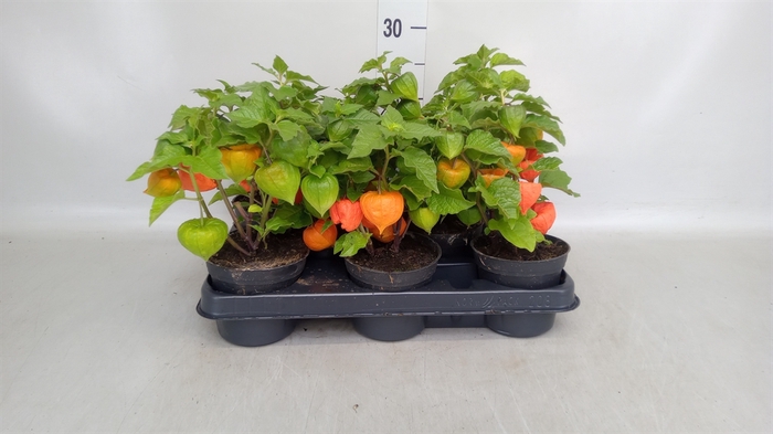 Physalis alkekengi