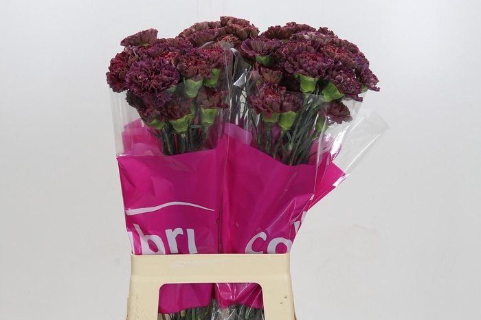 Dianthus St Copper Extasis