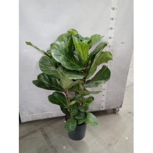 Ficus lyrata