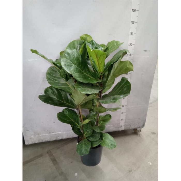 <h4>Ficus lyrata</h4>