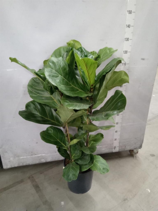 <h4>Ficus lyrata</h4>