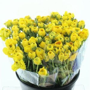 Ran Bulbilli Yellow Extra