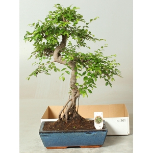 BONSAI GEM