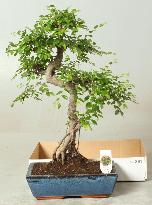 <h4>BONSAI GEM</h4>