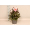 Dahlia 19 cm Donkerblad Cream