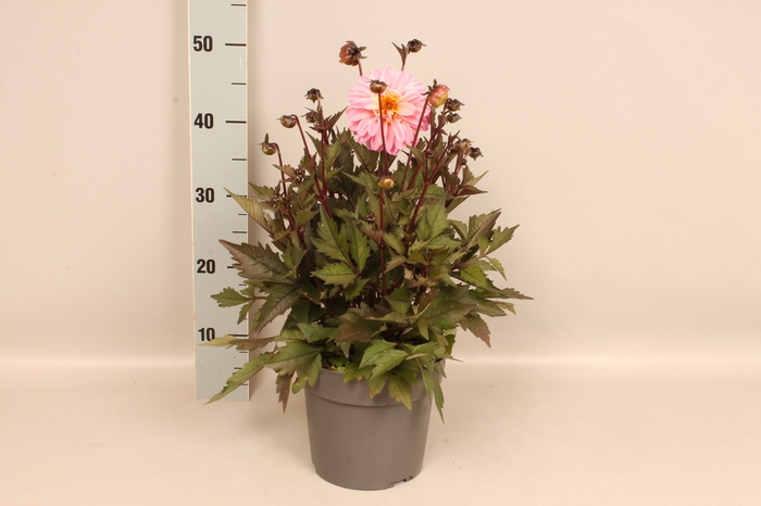 Dahlia 19 cm Donkerblad Cream