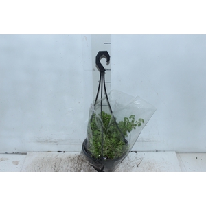 SEDUM MAKINOI C18