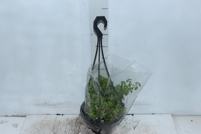 <h4>SEDUM MAKINOI C18</h4>