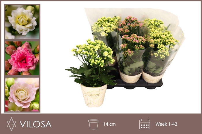 arr8 Kal Ov 3 Kleur Mixtray