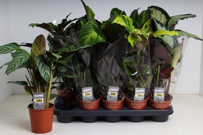 <h4>CALAT GEM 4 SRT</h4>