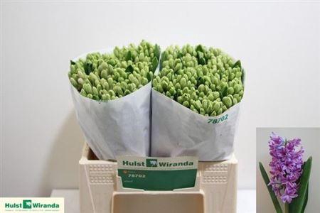 <h4>Hyac Purple Voice</h4>