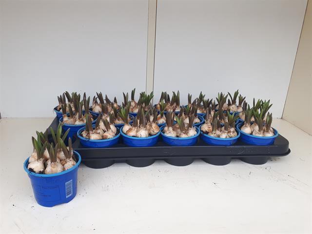 Muscar Armeniacum