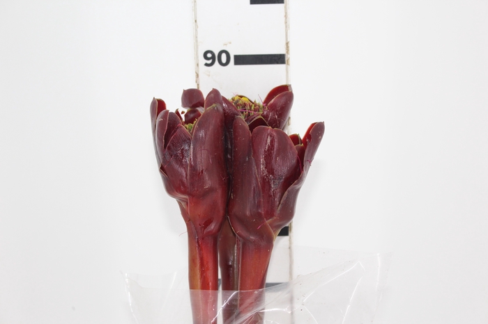 <h4>BASTAO TULIPA</h4>
