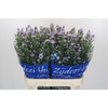 Aster Cassandra