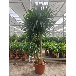 Yucca elephantipes 3 armen