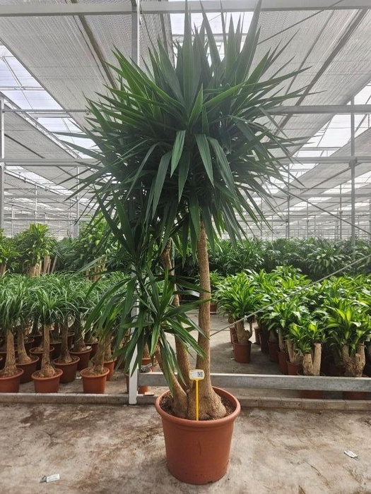 <h4>Yucca elephantipes 3 armen</h4>