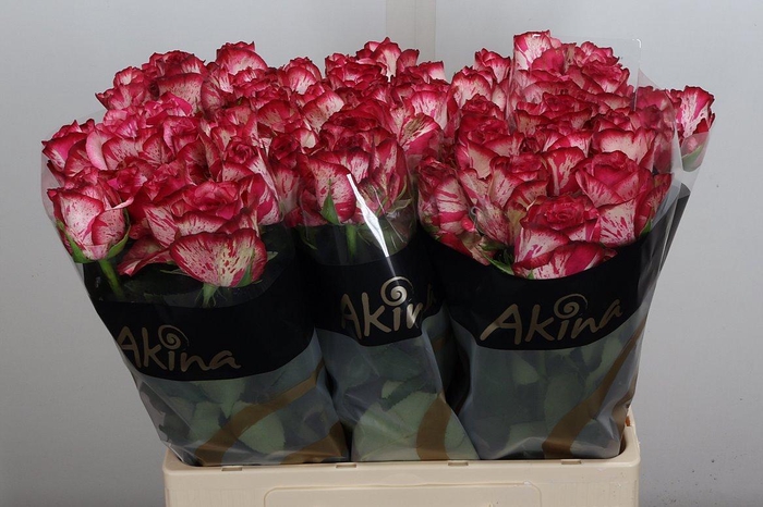 <h4>R Gr Barracuda</h4>