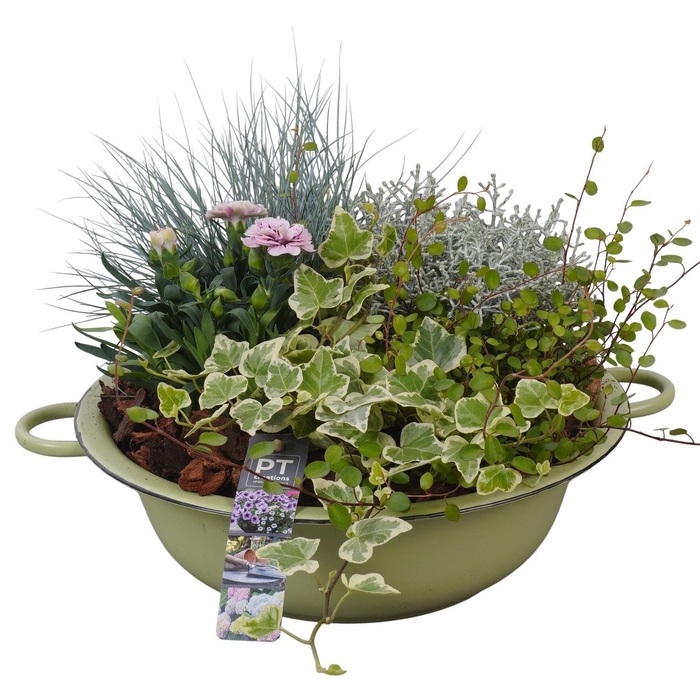 <h4>Arr.   Tuinplanten L%</h4>