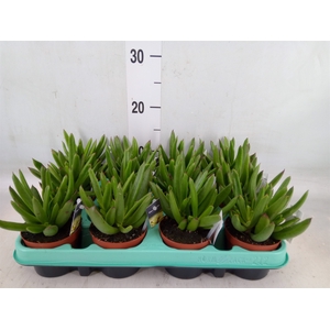Cotyledon orbic. 'Picco Coins'