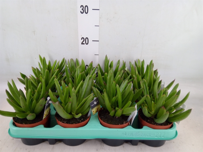 <h4>Cotyledon orbic. 'Picco Coins'</h4>