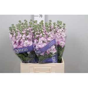 Matth Mathilda Pink