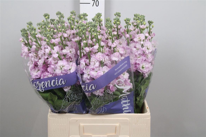 <h4>Matth Mathilda Pink</h4>