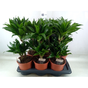 Dracaena frag. 'Compacta'